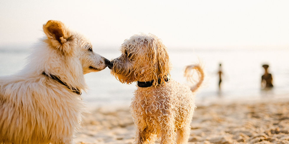 cosa dare da mangiare al cane d’estate