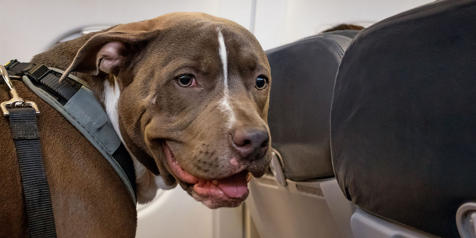 nuove regole cane in aereo in cabina sopra i 10 kg