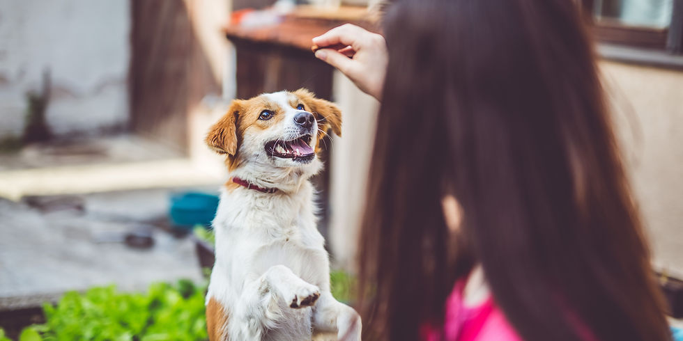 snack per cani per addestramento