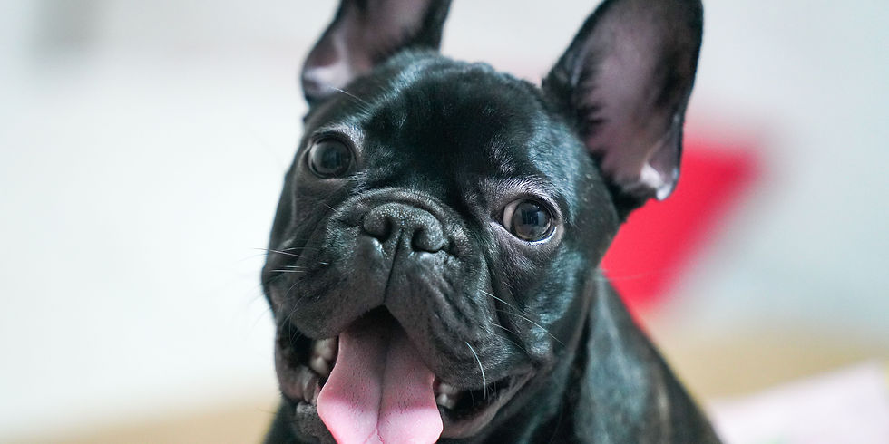 bulldog francese tra le razze di cani adatte alla vita in appartamento