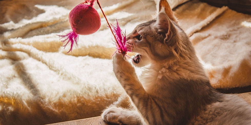 gatto annoiato che ritrova stimoli giocando con un giochino in casa