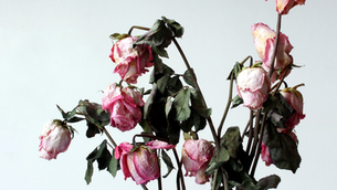 fiori appassiti sulla pianta di rose
