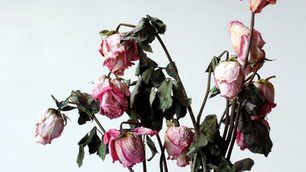 fiori appassiti sulla pianta di rose