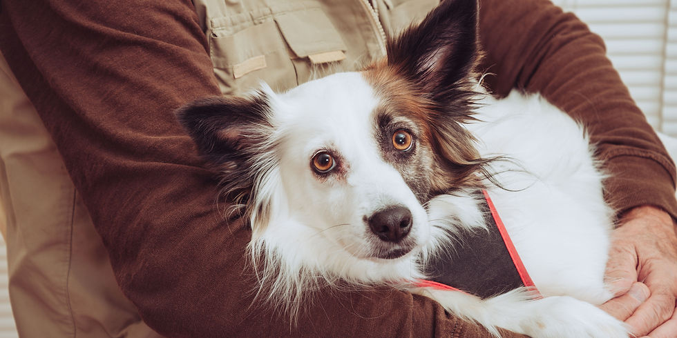 pet therapy
