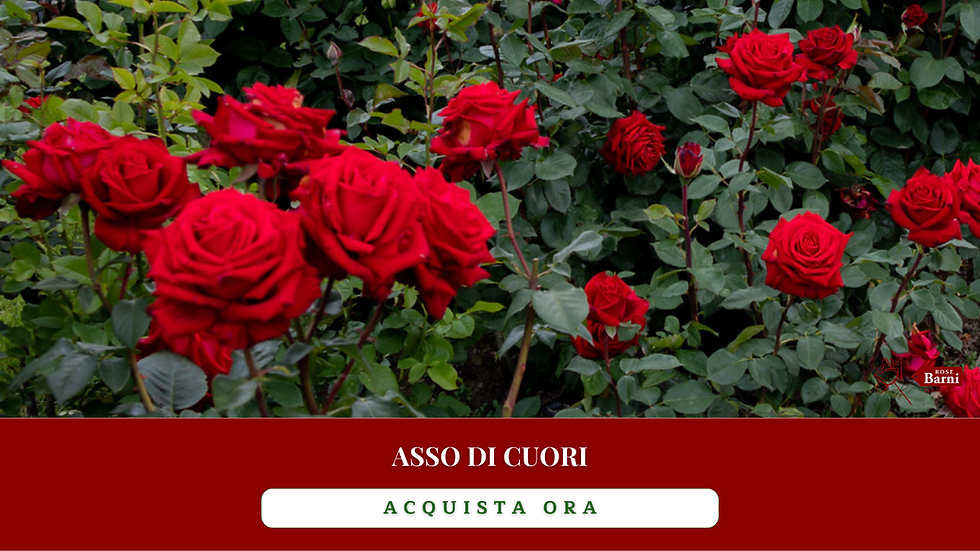 asso di cuori rose a cespuglio a grandi mazzi per regali giardinaggio originali per amanti del mondo green