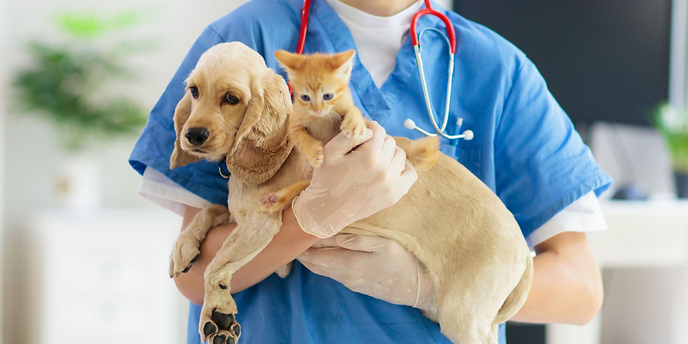 Peso cane e gatto controllati dal veterinario