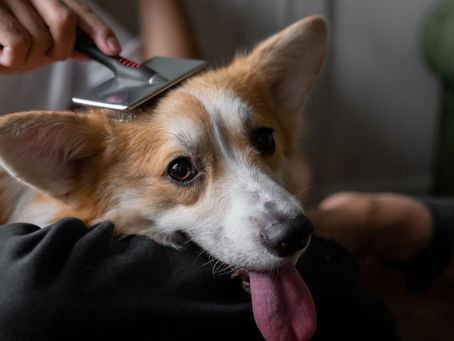 perdita pelo del cane