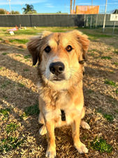 cane al dog school 
