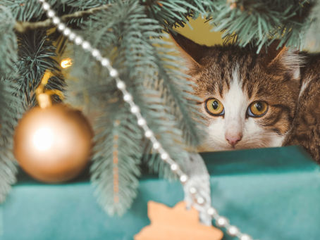 Gatti e albero di Natale: tra caos e curiosità, come fare?