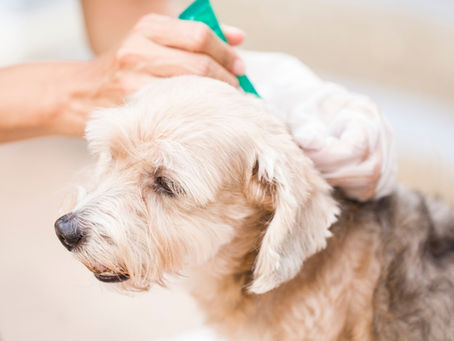 antiparassitario cani