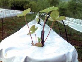 Panetto di coltivazione fuorisuolo