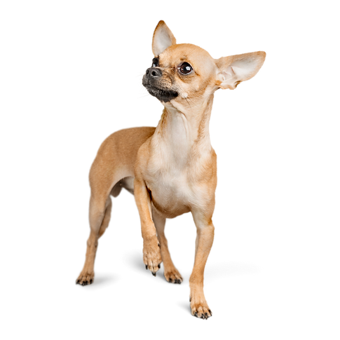 Ottimizzazione SEO (14).png
