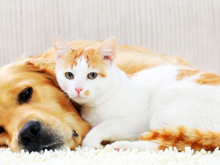 Stress cane e gatto: come riconoscerli e intervenire