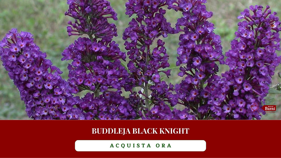 shop online buddleja rose barni