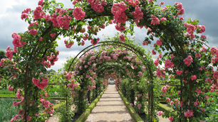 giardino di rose