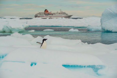 Ein Adéliepinguin auf dem Eis, im Hintergrund ein Expeditionsschiff zwischen Eisbergen – Begegnung von Wildnis und Zivilisation.