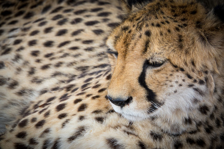 Nahaufnahme eines ruhenden Geparden – Detailreiche Tierfotografie zeigt das elegante Fellmuster und die Ruhe der Wildkatze.