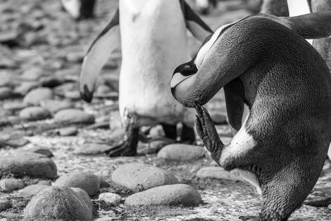 Ein Pinguin putzt sich in einer liebevollen Bewegung, schwarz-weiß aufgenommen – Intimität und Ruhe in der Tierwelt.