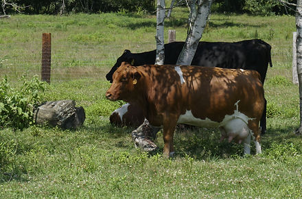 _DSC1535.JPG
