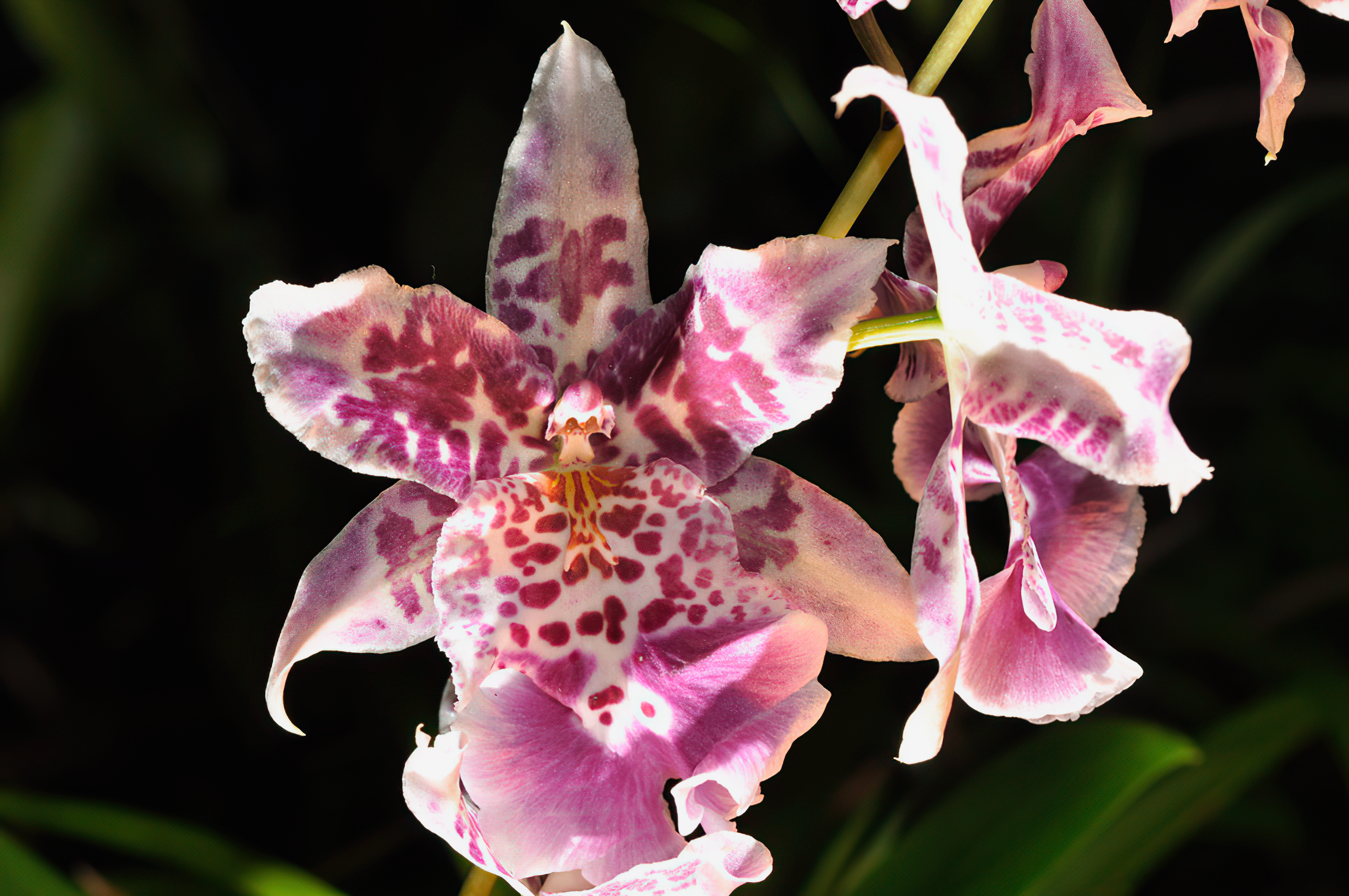 Beallara Big Shot 'Pink Phanter'