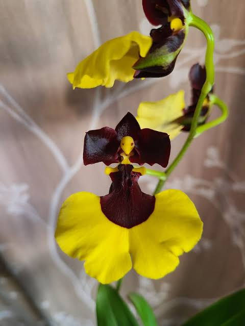 Miniatura: Gomesa Jiaho Queen  'Jia Ho'