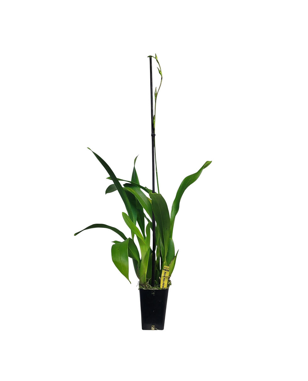 Miniatura: Aliceara Hilo Ablaze 'Hilo Gold'