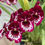 Miniatura: Miltoniopsis Lennart Karl Gottling 'Red Rim' 