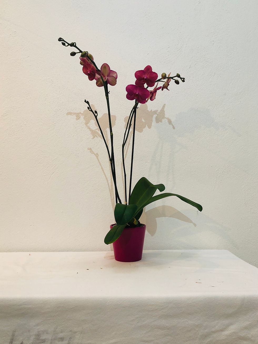 Miniatura: Orquídea Rosa
