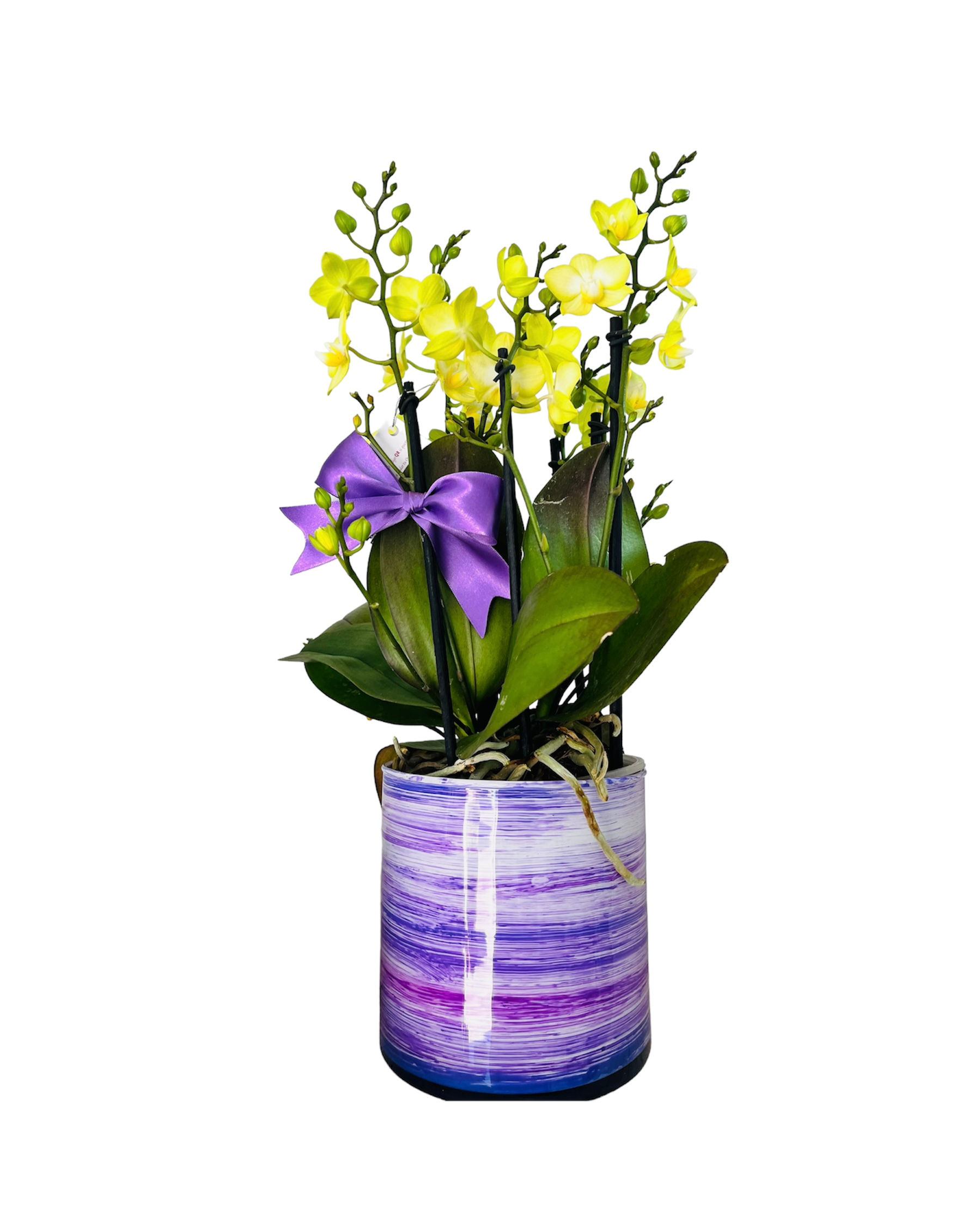 Multiflora DUO Verde