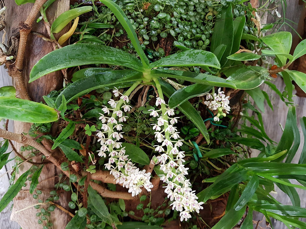 Miniatura: Tuberolabium Kotoense