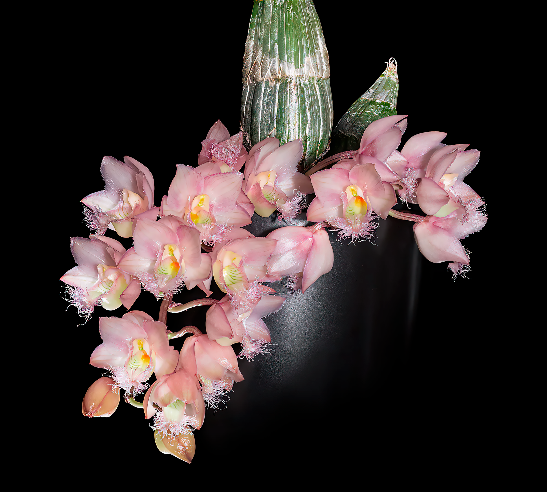 Clowesia Rebecca Northen ‘Mikkabi’