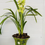 Miniatura: Cymbidium Verde