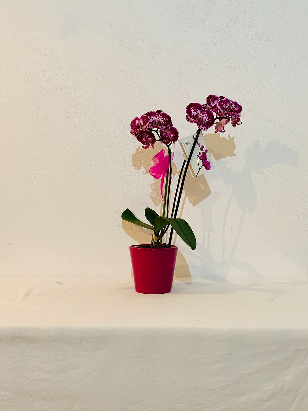 Miniatura: Orquídea Morada