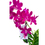 Miniatura: Dendrobium Fiusha