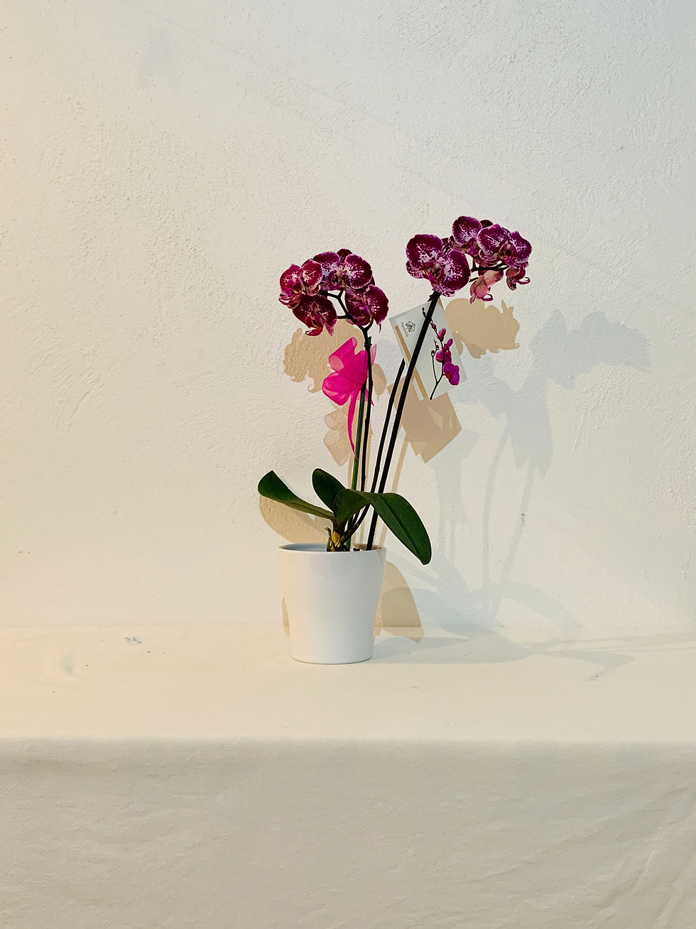 Miniatura: Orquídea Morada
