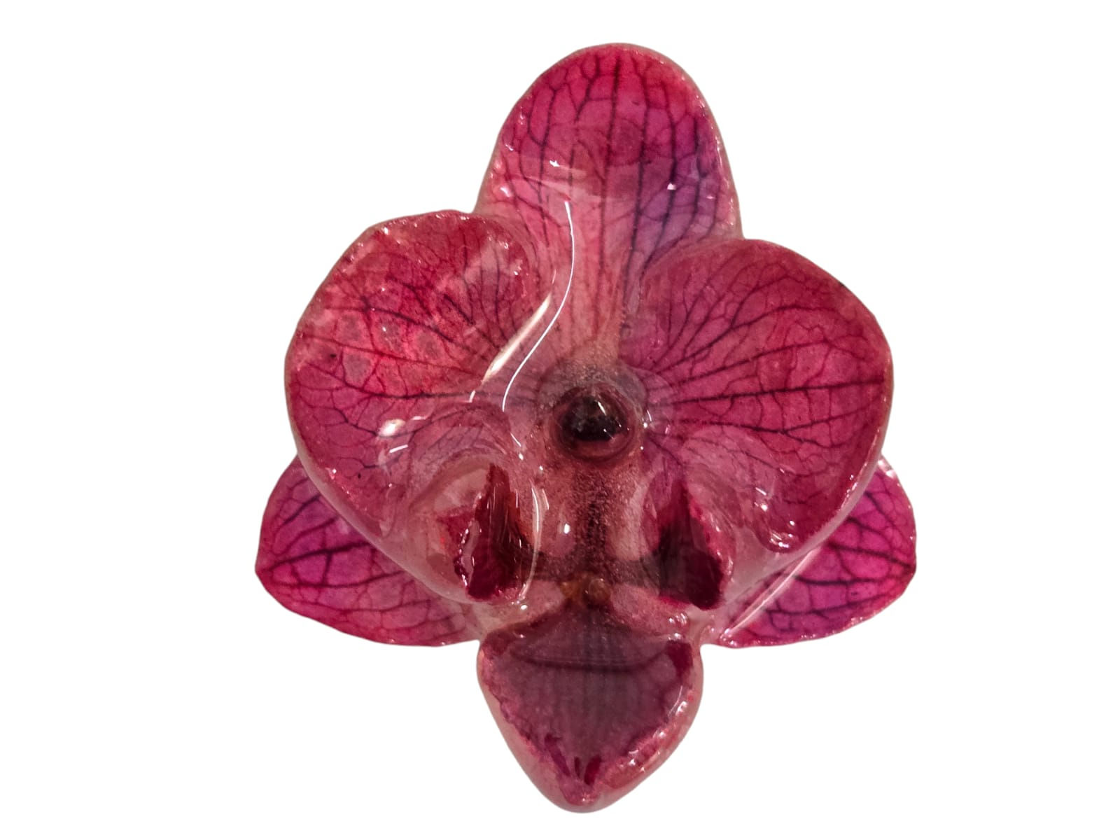 Dije Chico Phalaenopsis Fiusha