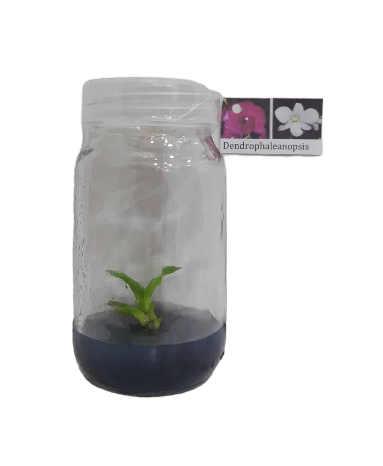 Dendrobium In Vitro