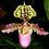 Miniatura: Paphiopedilum Henryanum x Sib