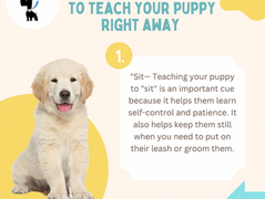 Top 5 Helpful Cues To Teach Your Puppy Right Away