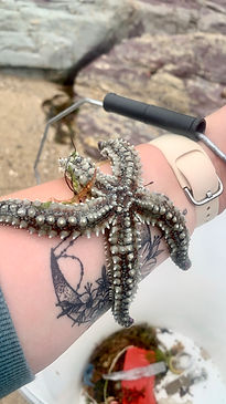 Spiny Starfish .jpeg