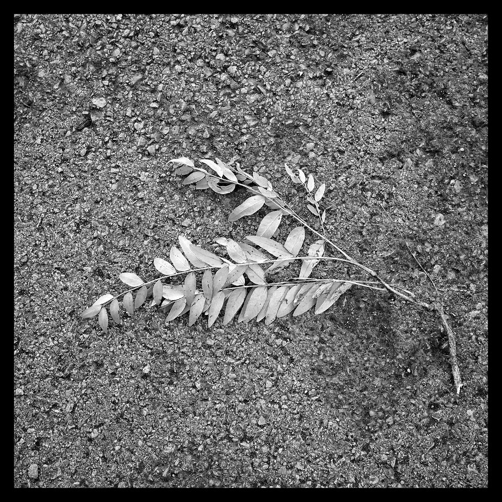 A fine art black and white photograph of a branch that looks like a dead bird on a sidewalk
