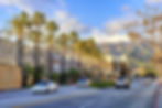 Burbank Street Palms.jpg