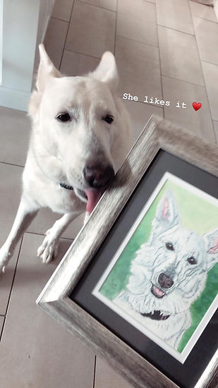 Belle a white german shepherd with her custom pet portrait.
