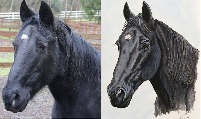 Hand painted horse portrait painting of Ace, a Tennessee Walking Horse, portrait painted on fine art paper