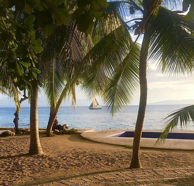 A beach with many palm trees faces a body of water with a sailboat on it.