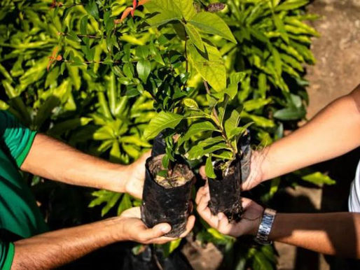 Nem toda árvore plantada vira floresta