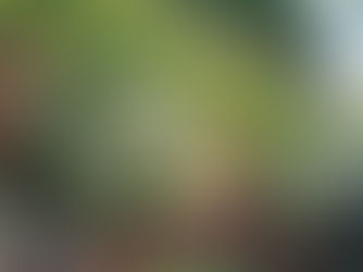 El arte de vestir tus paredes: ¿Jardín Vertical o Colgante para tu hogar?