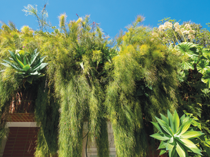 ¡Oxígeno Extra y Más! Los Beneficios Ocultos de un Jardín Vertical
