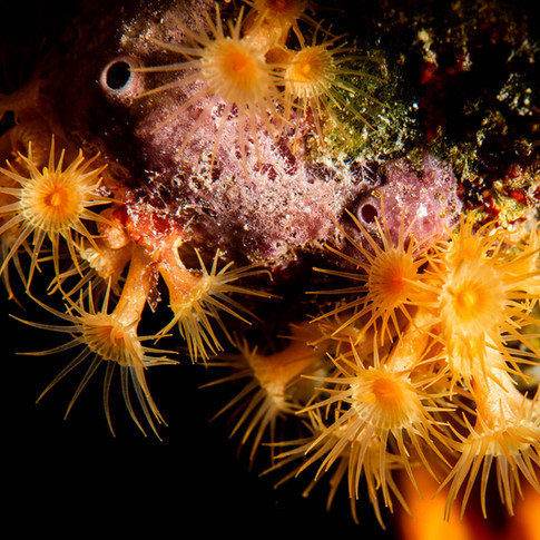 DSC_0290 zoanthids.jpg