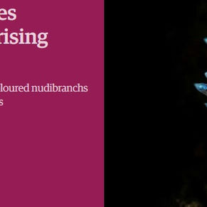 The Guardian: What lies beneath: discovering surprising jewels in the North Sea